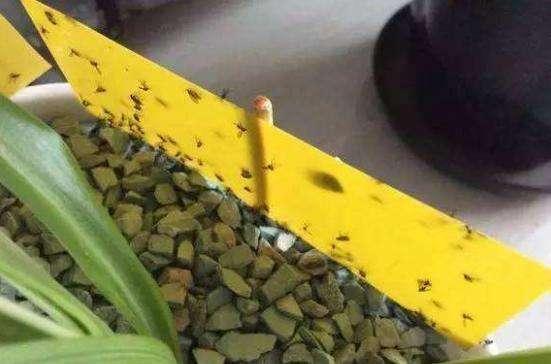 双氧水能消灭花盆土里的小飞虫,花盆里的小飞虫怎么解决