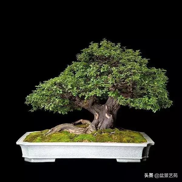 西泠印社砚台最高价拍卖记录,杭州西泠拍卖盆景