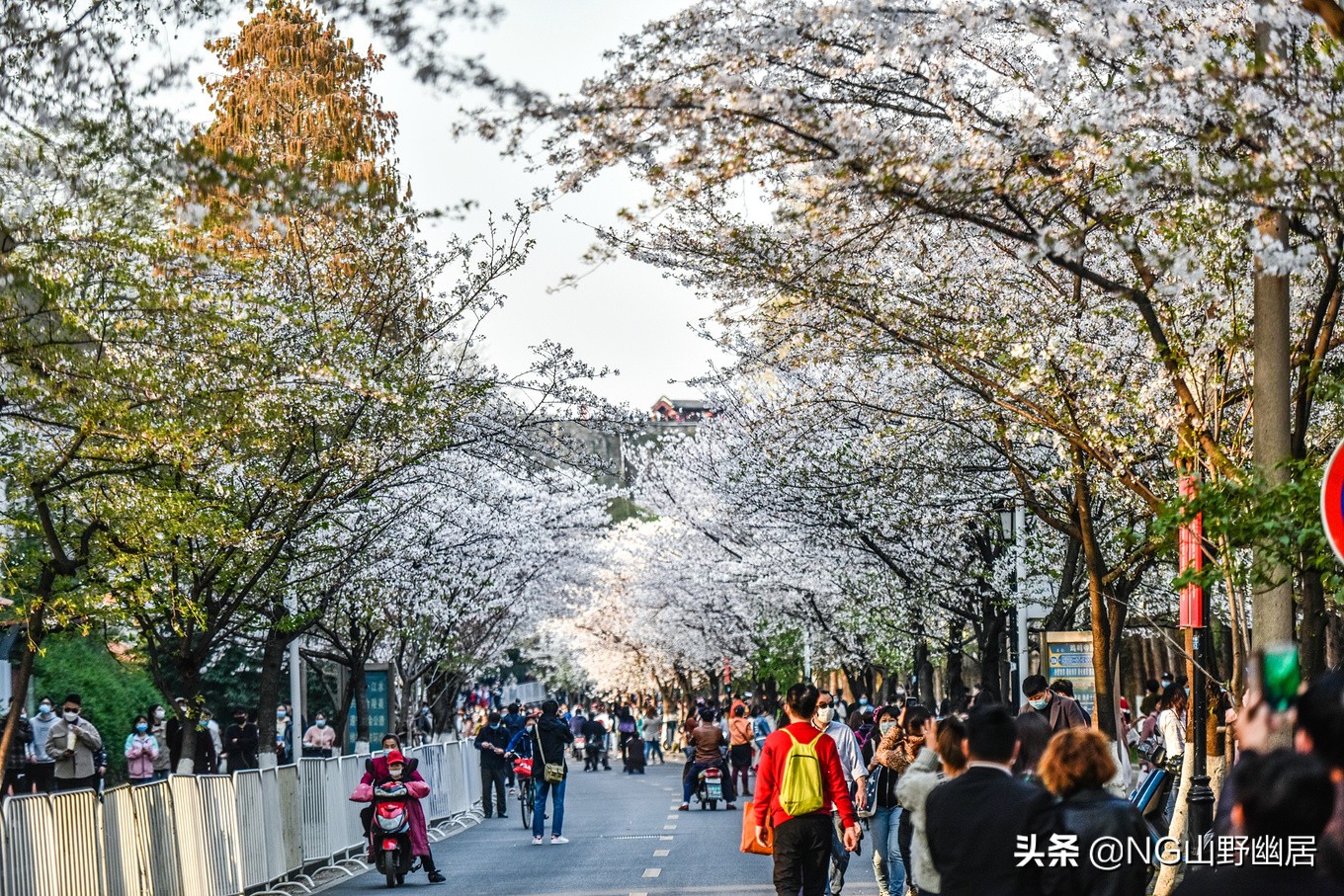 最美南京鸡鸣寺,春天南京鸡鸣寺樱花