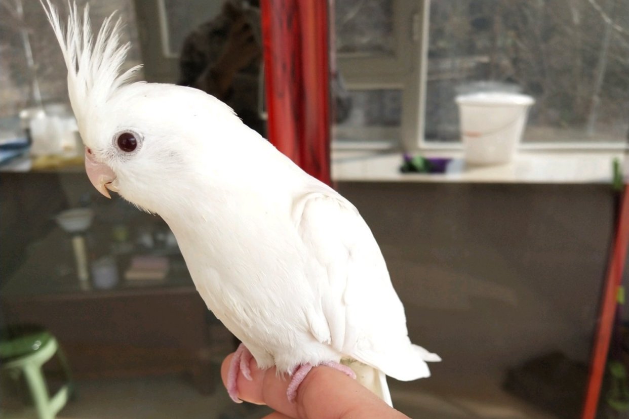 难怪能够“通杀”养宠物的朋友们，这鹦鹉也太漂亮了