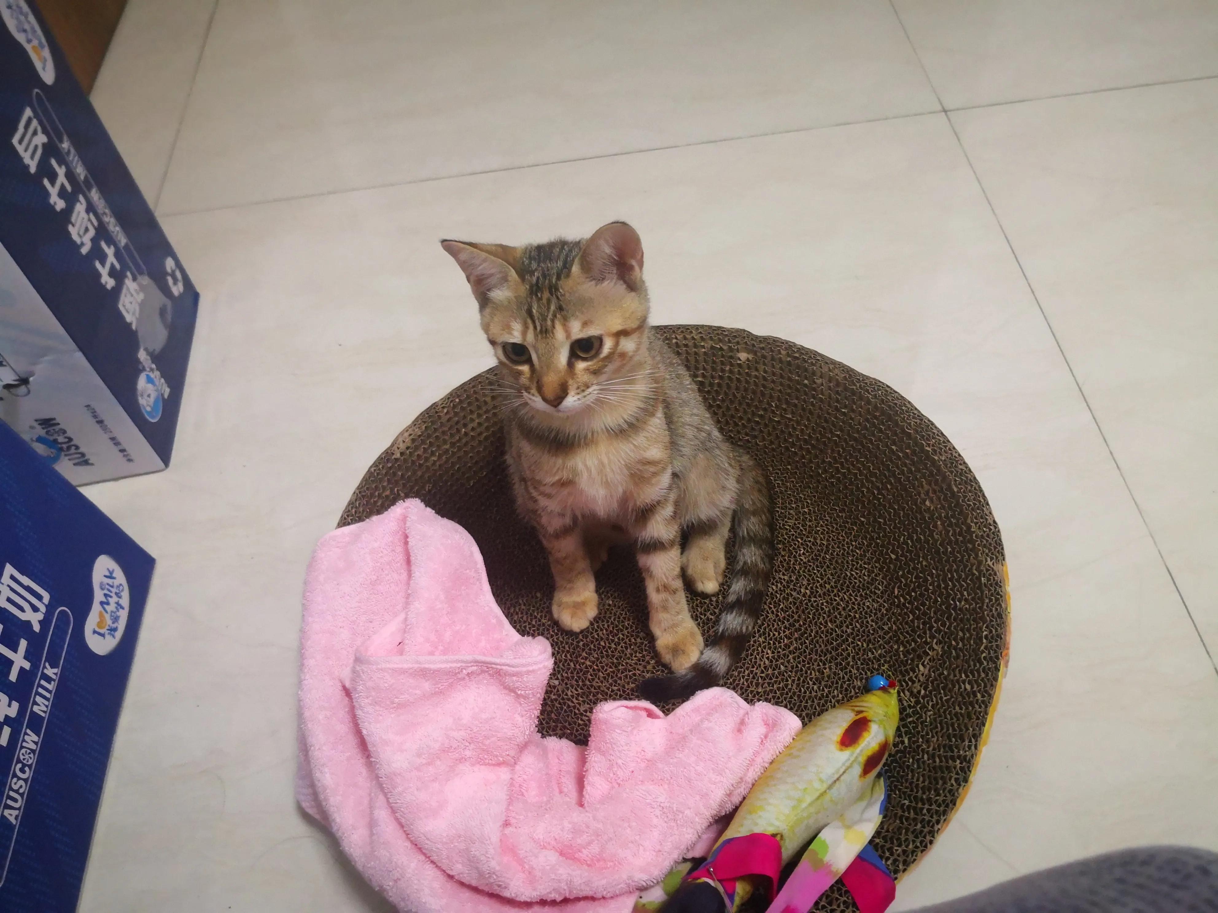 养猫洗澡需要注意的事项,养猫咪新手入门必知怎么给猫洗澡