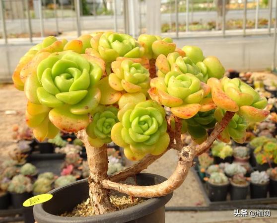 百合莉莉多久可以砍头繁殖,百合莉莉叶片发红