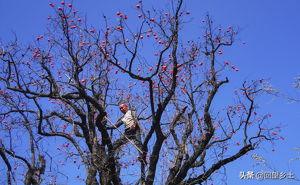 柿子怎么摘好吃又难摘,柿子在树上摘下来怎么弄才好吃