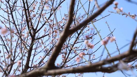 深圳隐秘风景,深圳粉色花海视频