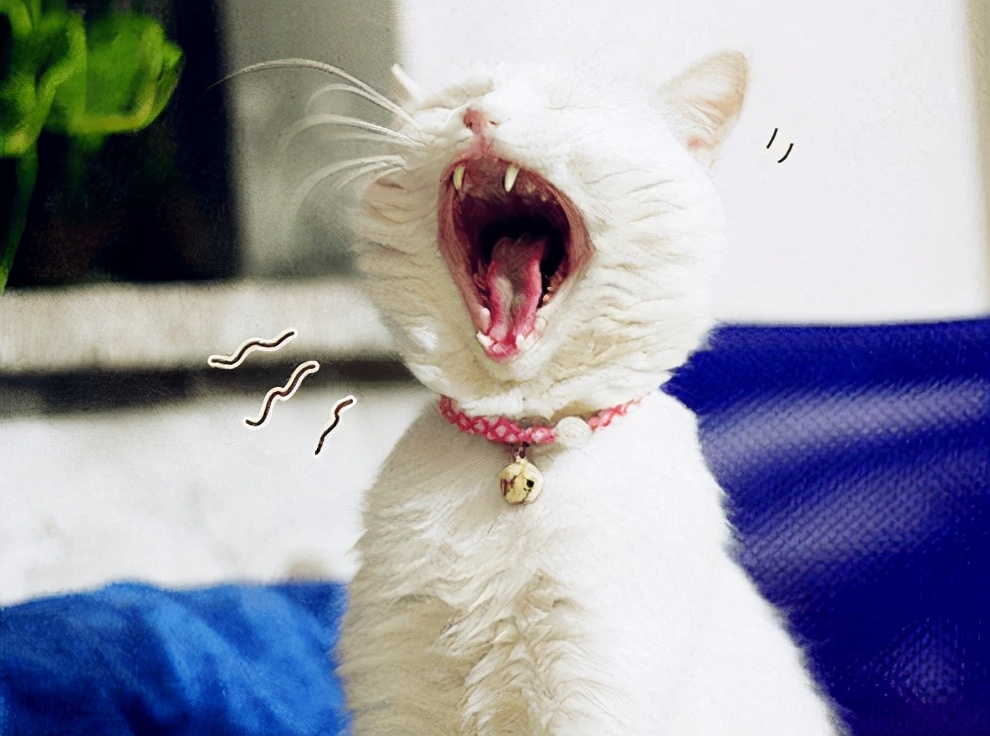 母猫一直叫唤怎么处理,如何防止猫发情乱叫