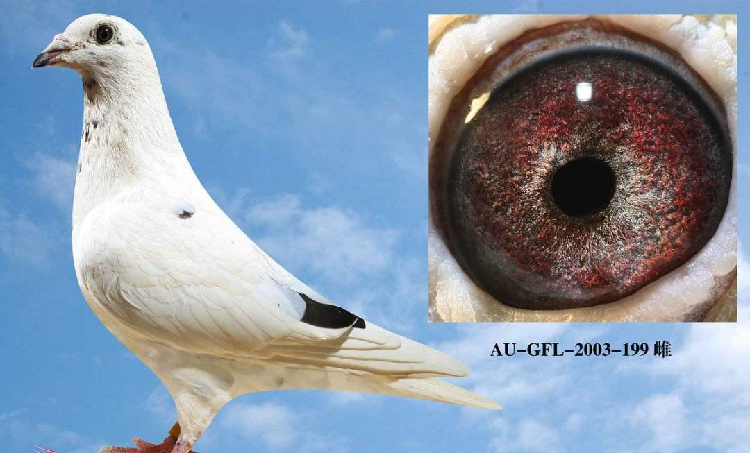 十大最好的肉鸽品种,最纯的国血鸽