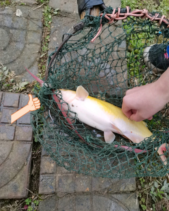 眉山钓鱼者钓了一条鲶鱼,四川钓活鮰鱼