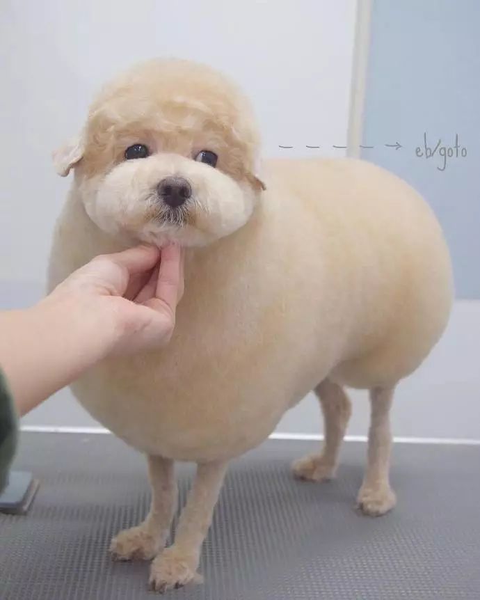 时尚前沿的“贵宾咩咩装”，到底是羊还是狗啊？