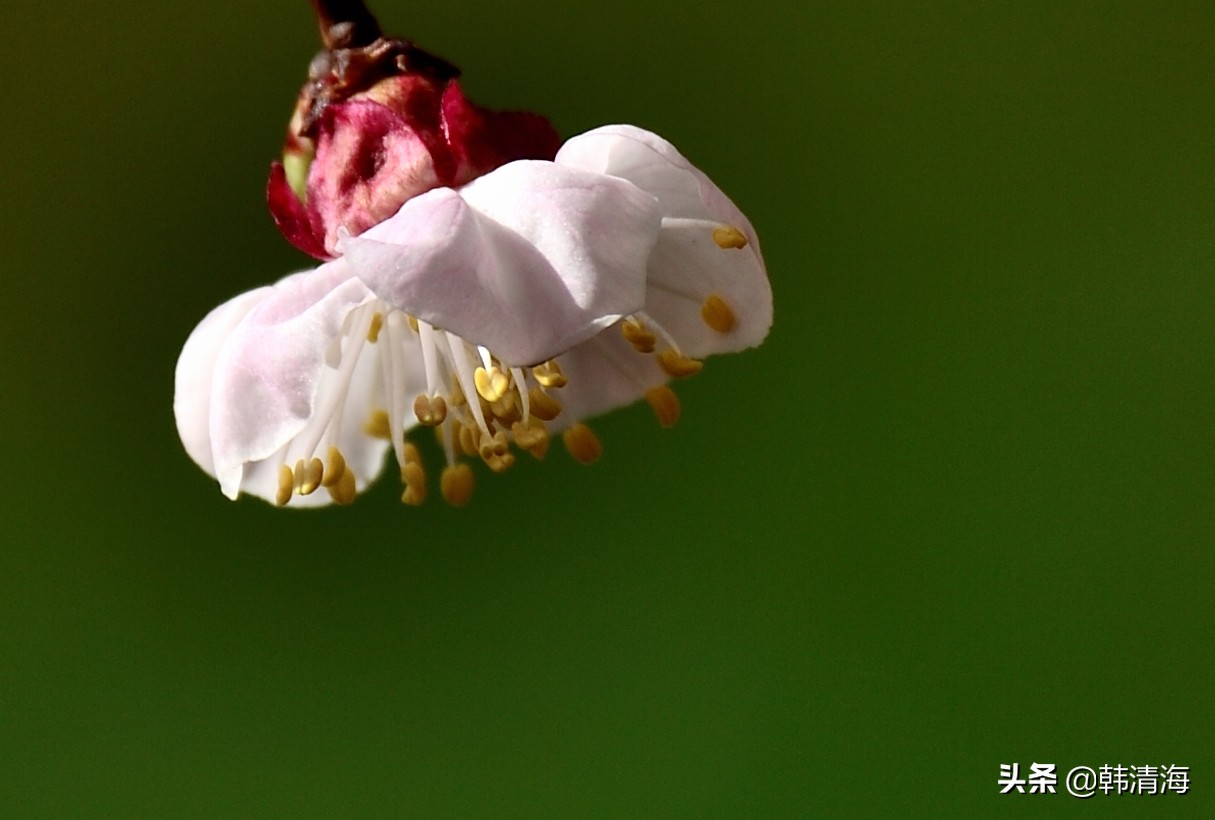 天津市南开区水畔花园简介,天津南开水畔花园洋房