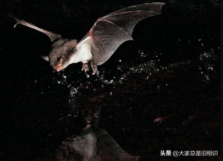 蝙蝠都吃什么,蝙蝠最爱吃的东西是什么