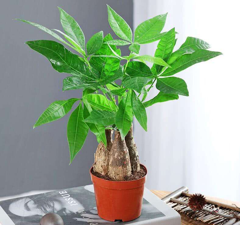 想让发财树长高怎么办,发财树怎么浇水才能活得更长