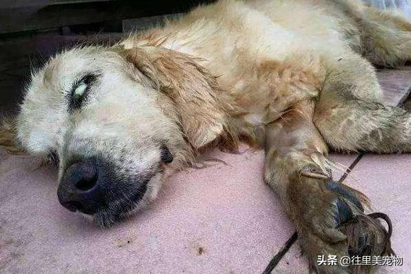 狗狗发生意外,狗狗意外紧急处理方法