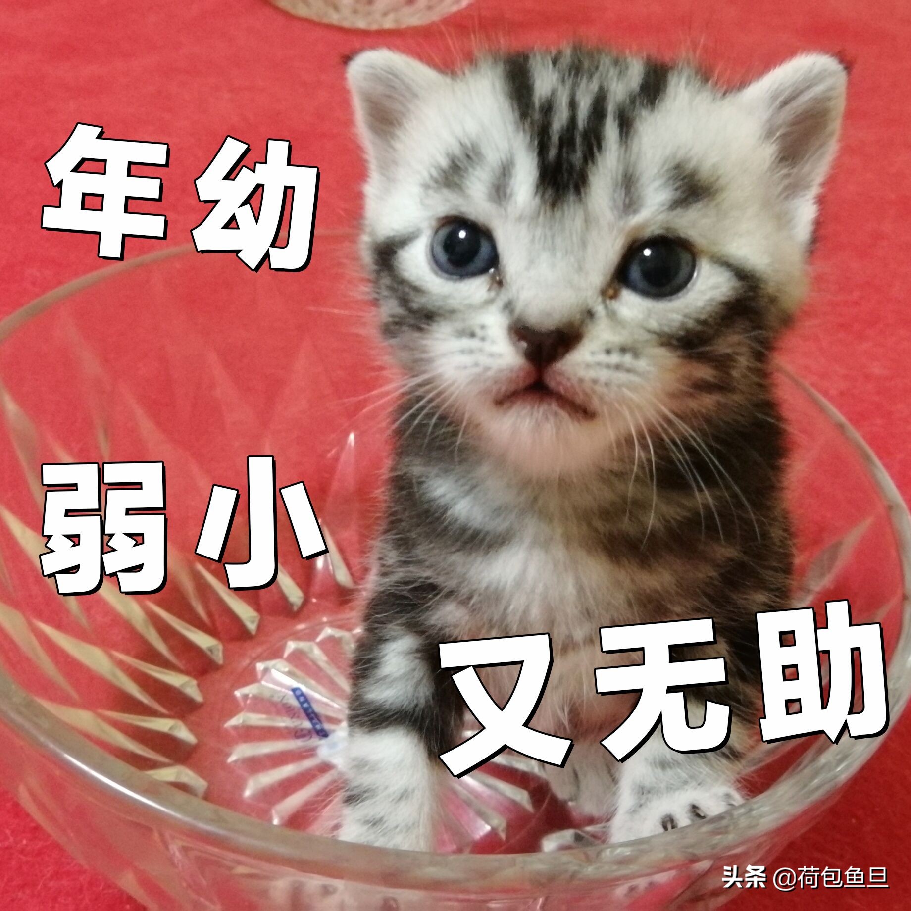 如何让猫咪知道铲屎官生气了,猫咪生气该怎么办