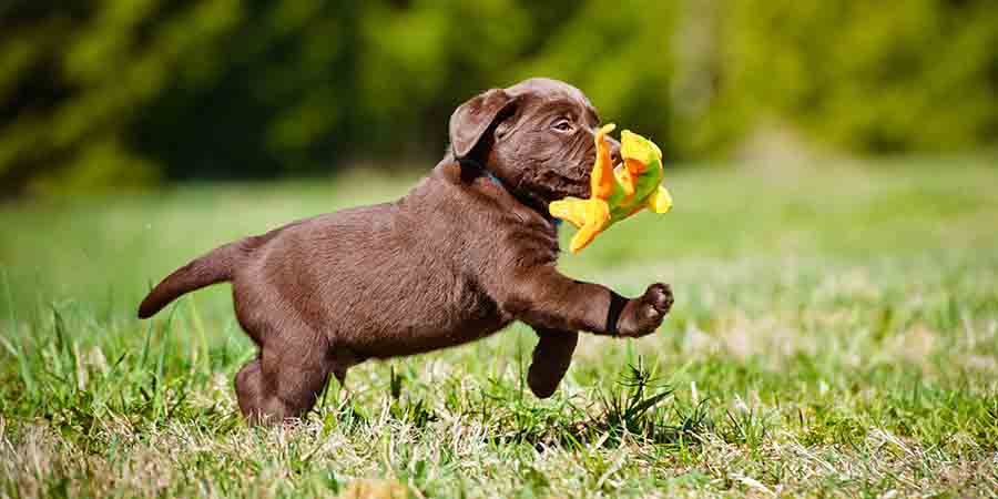 为什么有的狗狗会吃猫薄荷,为什么狗狗会吃猫粮