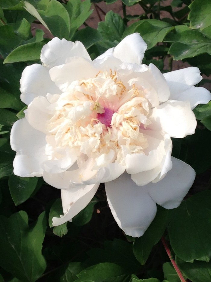 积极上进正能量简短格言短句,积极上进的正能量短句