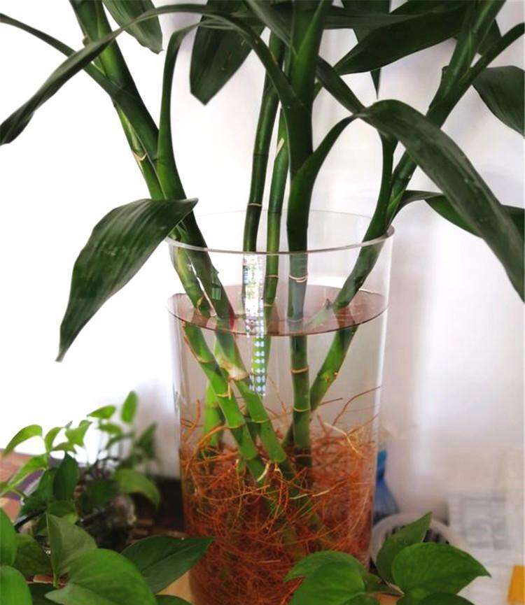 富贵竹长得又细又高怎么修剪,富贵竹长得太细太高怎么剪