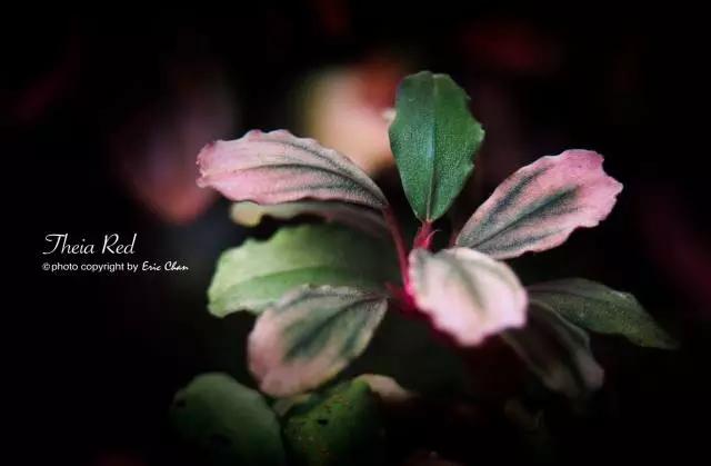 卡佩特k5辣椒榕为什么这么贵,辣椒榕k5为什么贵