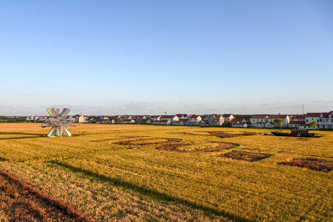 深秋回暖，安排！沪上各区的深秋美景，你准备好打卡了吗？