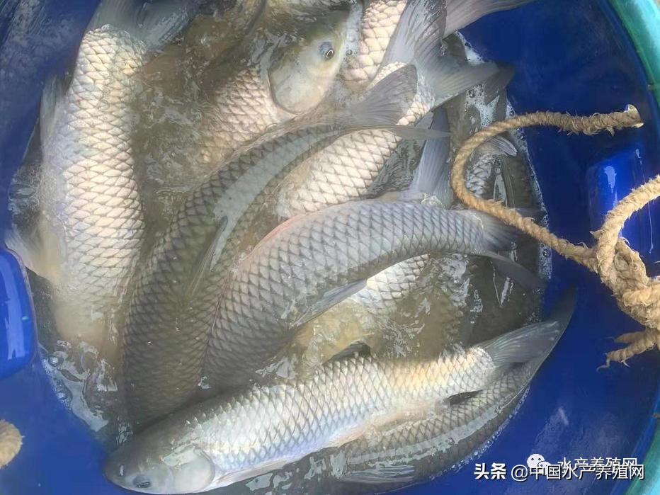 淡水养殖涨价的新闻,淡水鱼的养殖现状及发展前景