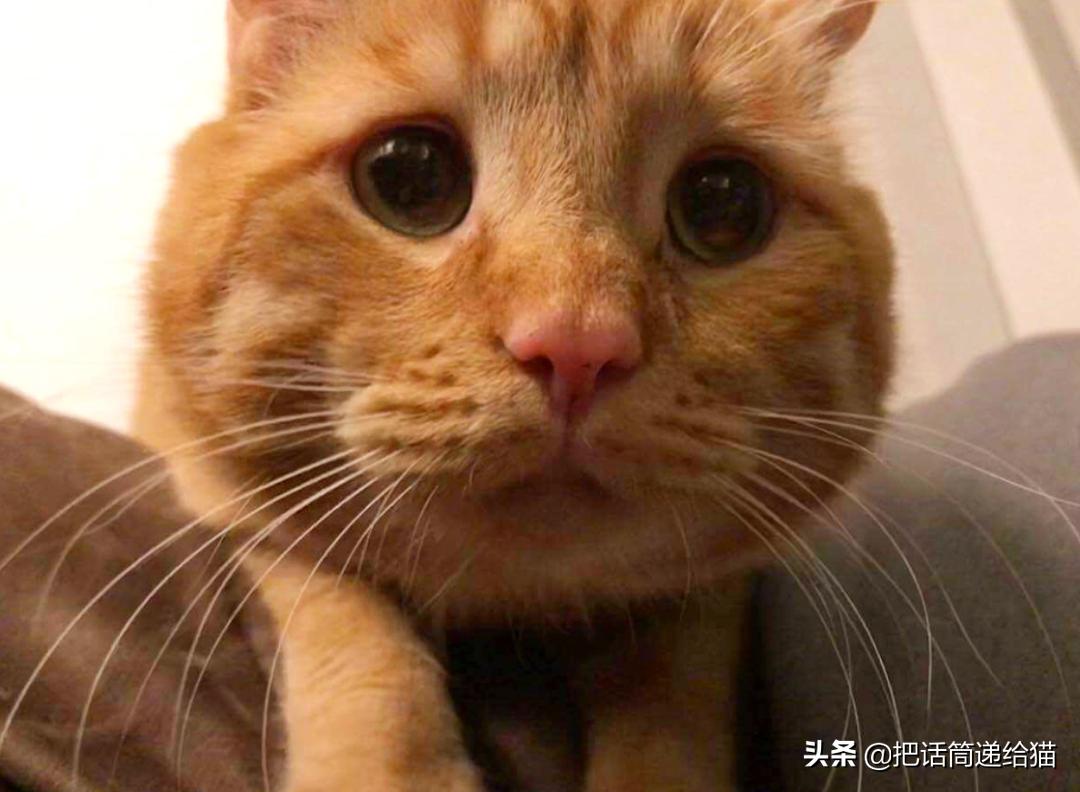 被弃养的猫还要打疫苗吗,弃养了一只猫