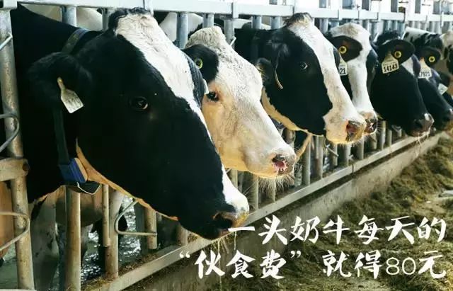 爆款限时秒杀认养一头牛,认养一头牛200ml一箱的价格