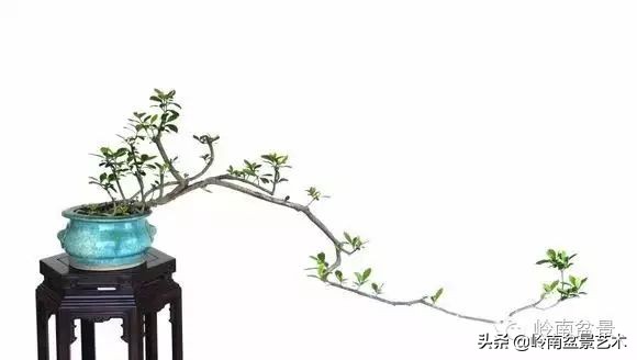 素仁格与文人树，你怎么看？