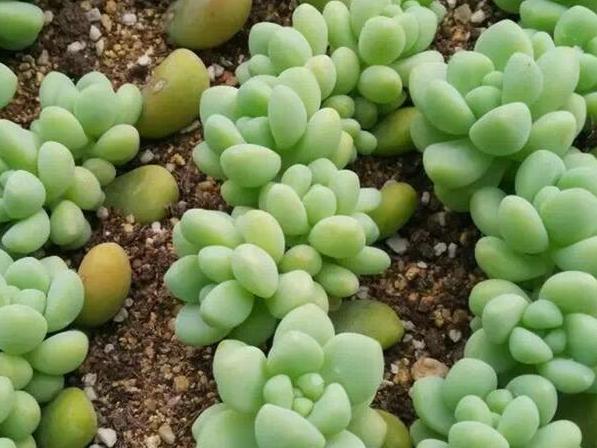 多肉虹之玉叶子变黄褶皱,多肉薄叶蓝鸟叶子褶皱