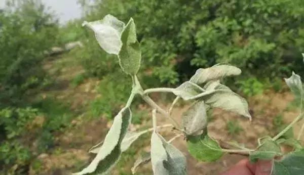 白芨病害及防治,白粉病用药防治