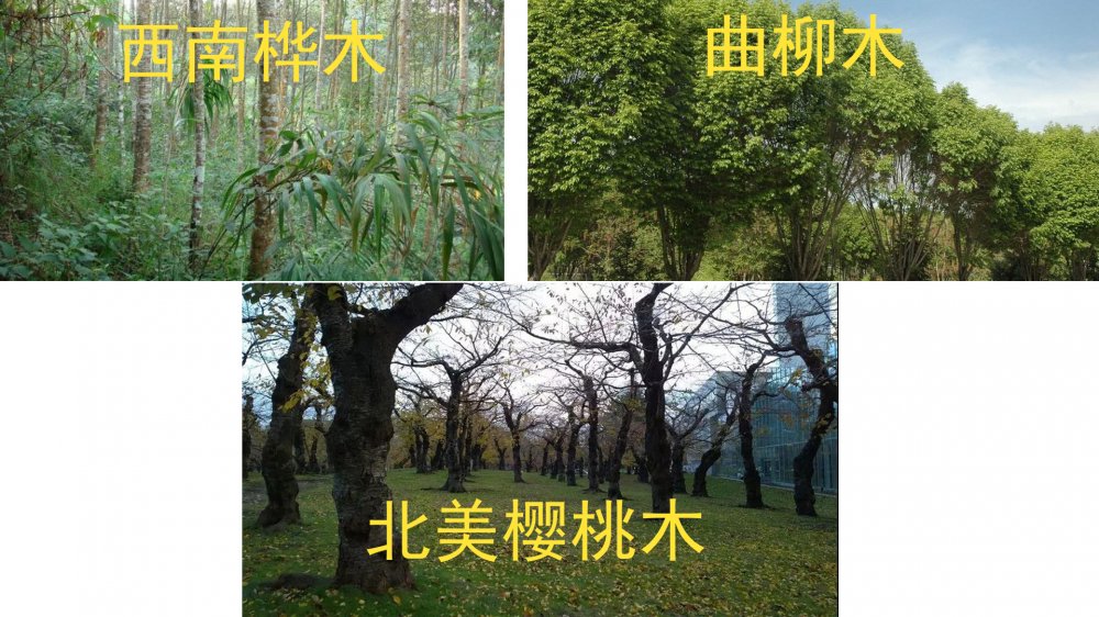 实木家具色系大全,实木家具樱桃色