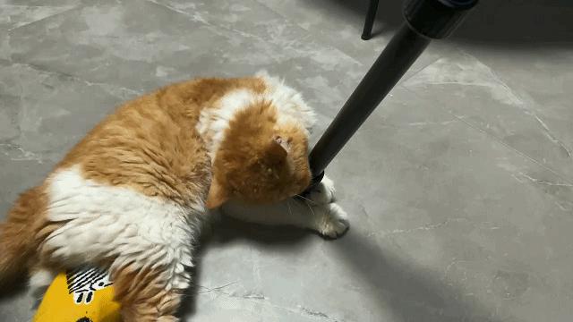 双11囤纯猫粮怎么囤,猫粮推荐排行榜双11