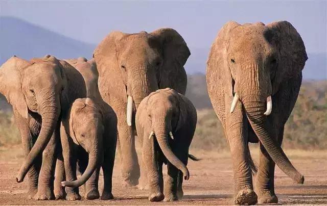 非洲斑马，食草动物界扛把子