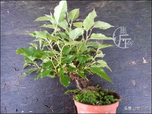 盆栽观赏树枯萎怎么补救,盆栽树枯萎的叶子可以剪掉吗