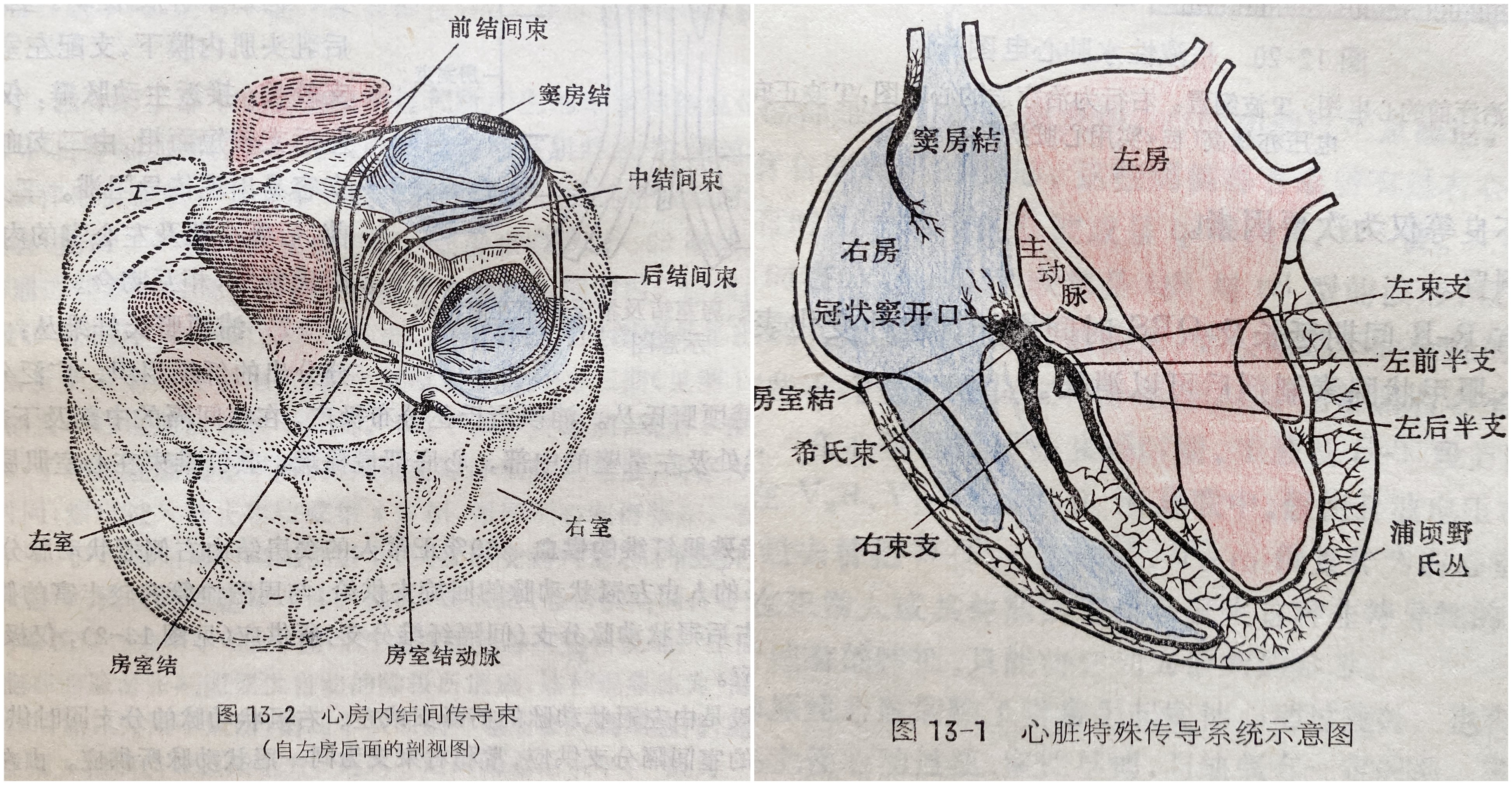 左束支阻滞、右束支阻滞、…,心脏里的“束支”是怎么回事?
