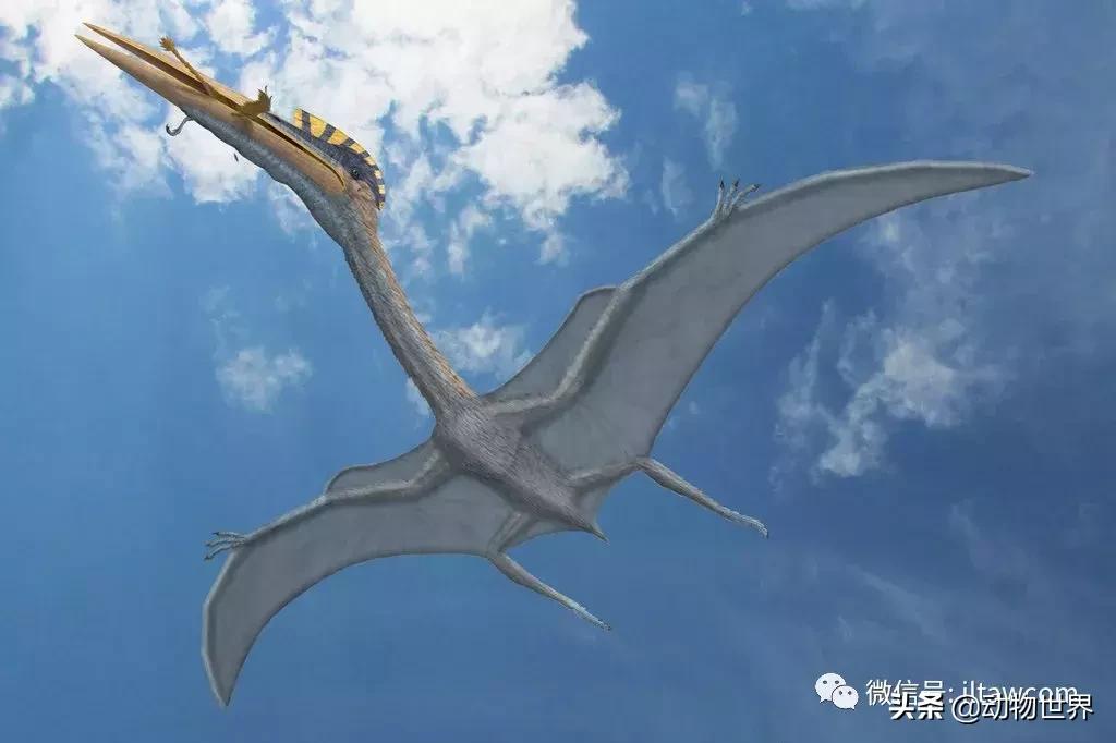 哈特斯哥翼龙比风神翼龙大吗,哈特兹哥翼龙复原图