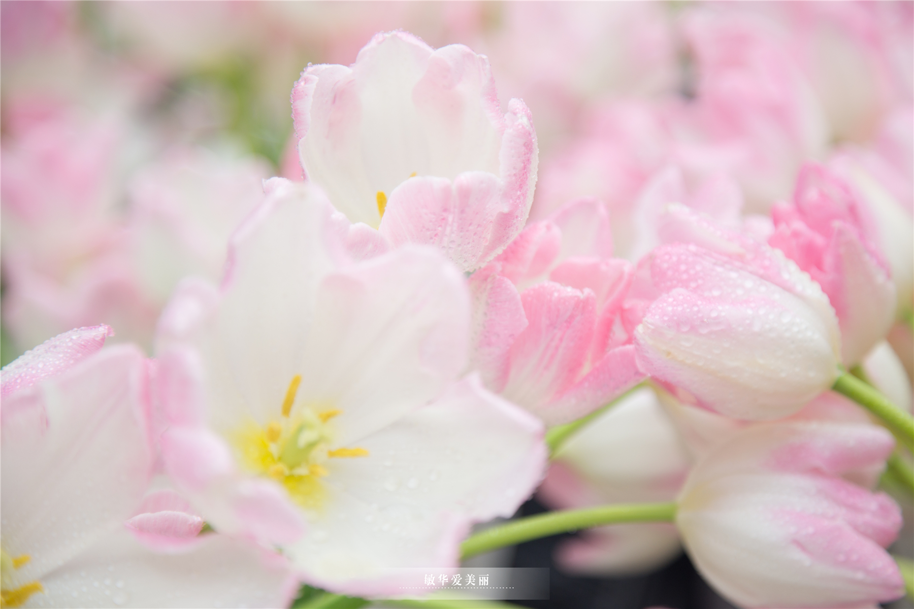 百万葵园攻略地图大全,百万葵园游玩注意事项