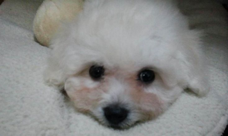 宠物泪痕消管用吗,爱宠的泪痕是怎么回事