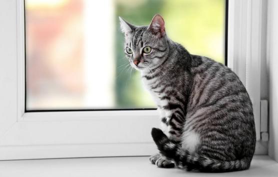 外出七天猫咪怎么安置,假期猫咪独自在家猫砂怎么处理