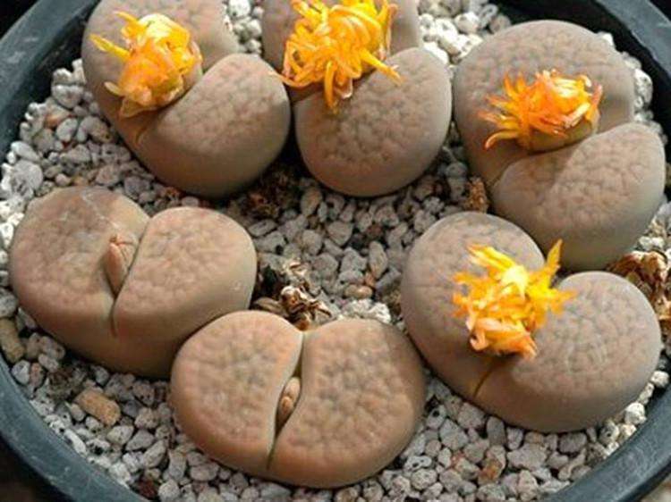 生石花正在蜕皮然后徒长了怎么办,生石花徒长什么时候可以扒开叶子