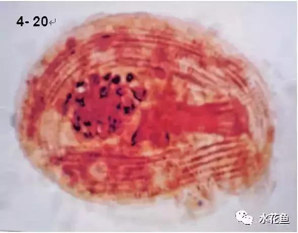 鱼类寄生虫病防治,新型鱼瘟怎么预防