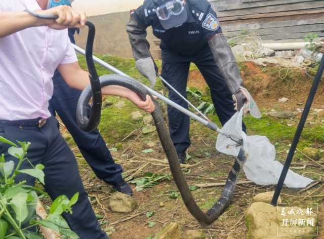 家中闯入眼镜王蛇,女子家中发现2米的眼镜王蛇