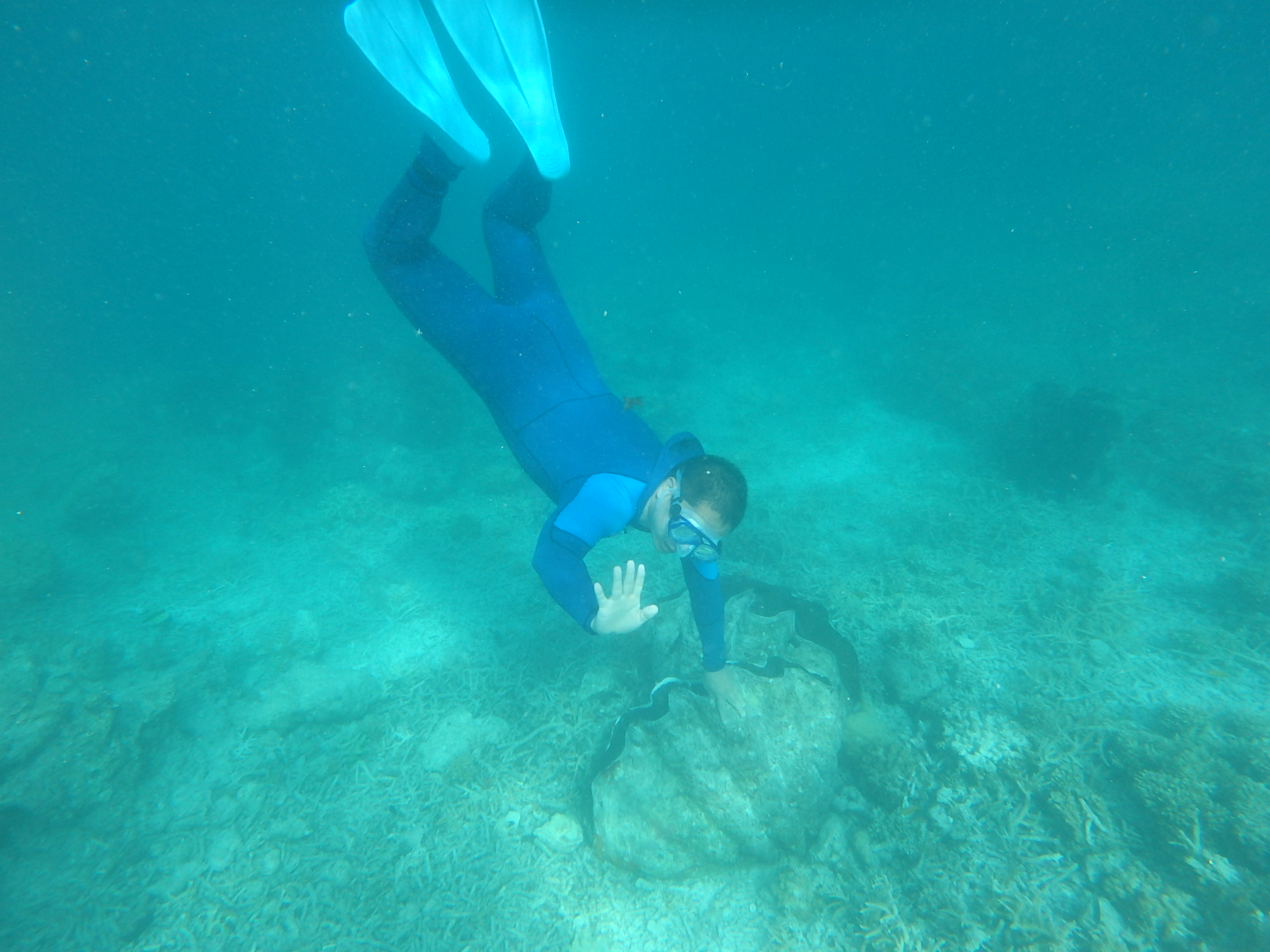 帕劳太平洋水族箱,潜水胜地帕劳水族箱