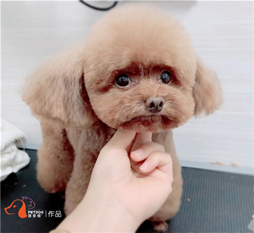 宠物美容培训学费大概多少钱,广州宠物美容培训机构哪家好