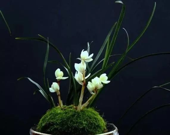 世界上最稀有最名贵的花,世界上最漂亮名贵的花