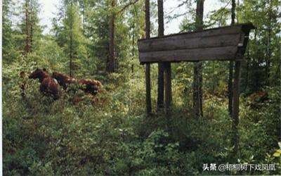 排棺葬的最佳方法,悬棺葬的详细流程