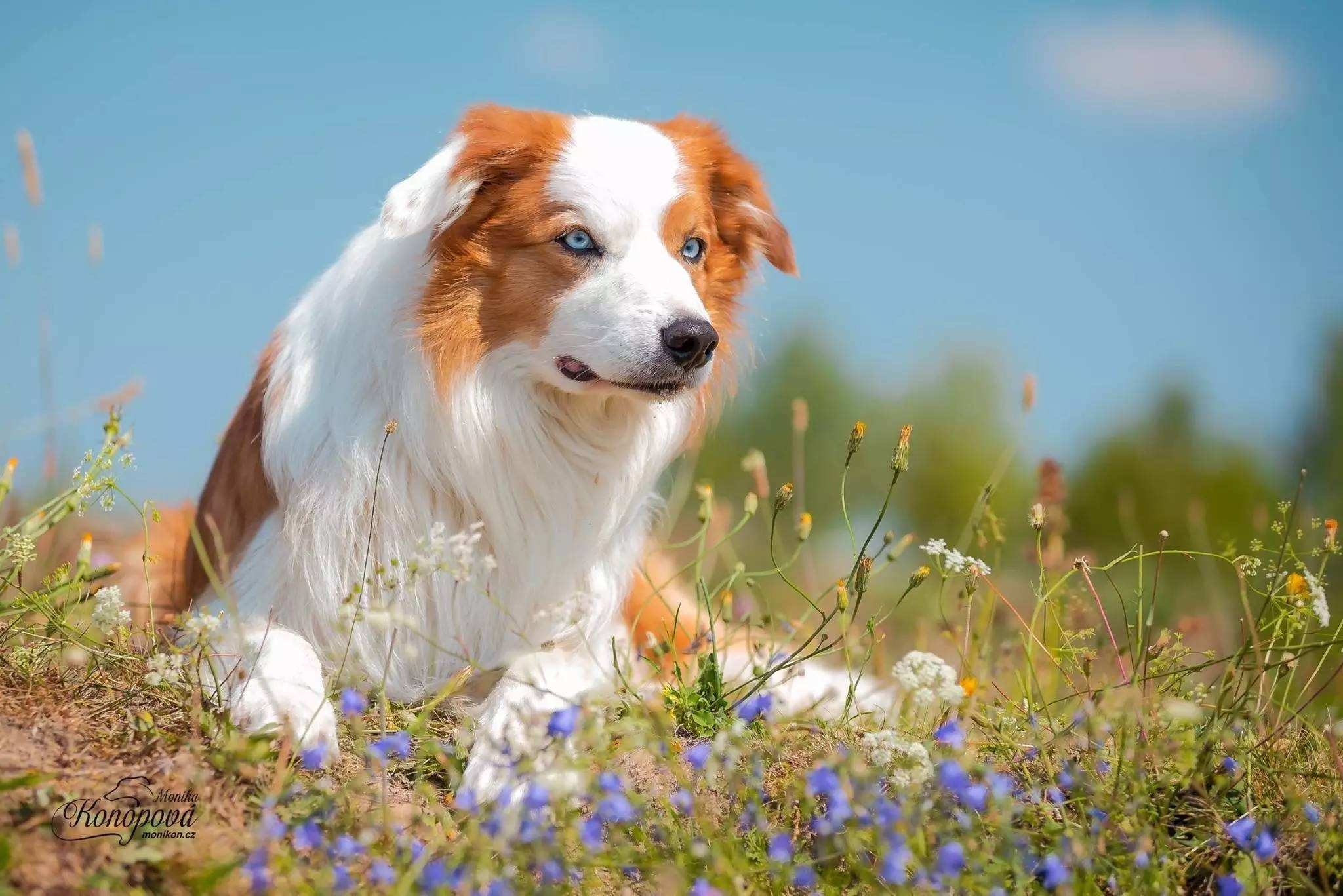 网友表示自己500入了边牧的坑，我看了眼，这个坑还不浅！