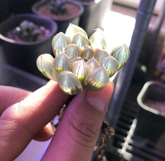 玉露服盆期间叶片变软,玉露光照少了会怎样