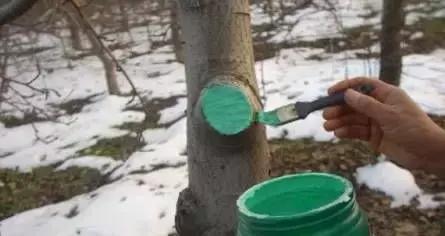 果树清园到底用什么药最好,冬季蜜柚清园管理要点