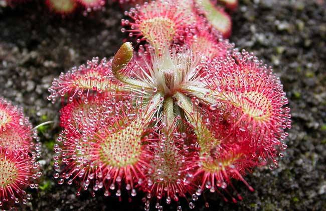 茅膏菜捕食虫子的全过程,巨型茅膏菜捕虫视频