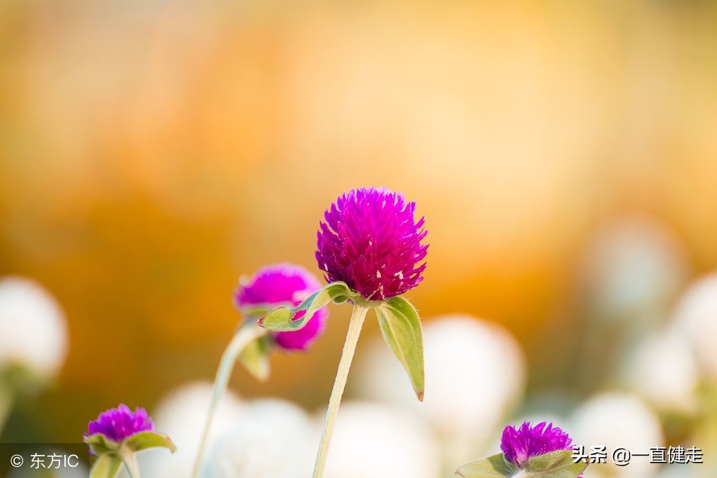 凌濛初——《二刻拍案惊奇》