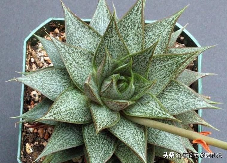 都说多肉大和锦好养，但最近下层叶片突然出现黑腐是怎么回事？